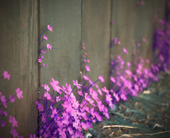 生命要有裂缝,阳光才照得进来,美好才能生长。