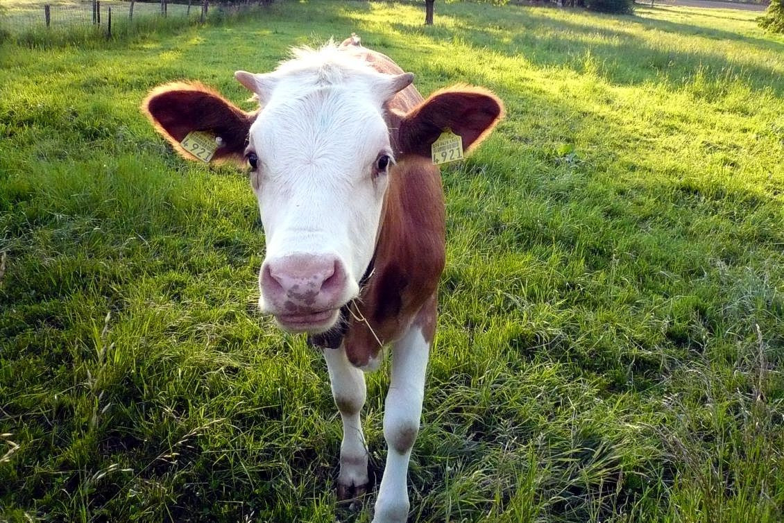 calf Сţ��ţ��