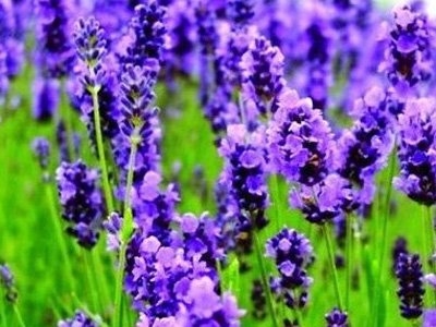 12星座女生专属花卉