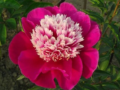 12星座女生专属花卉