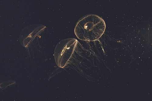 哪个星座男生最害怕女生哭