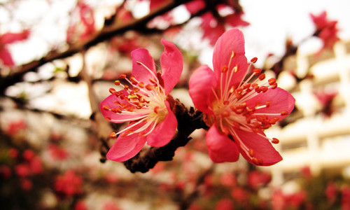 12星座2017年4月桃花运势