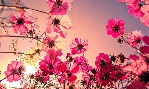 7月事业运节节高升的星座